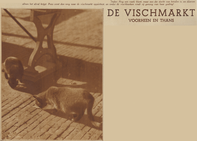 874214 Afbeelding van twee katten bij de visafslag op de Kalisbrug aan de Vismarkt te Utrecht.